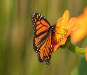 2020 09 13 LongFellowGardens 032